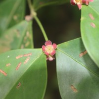 <i>Euonymus walkeri</i>  Wight